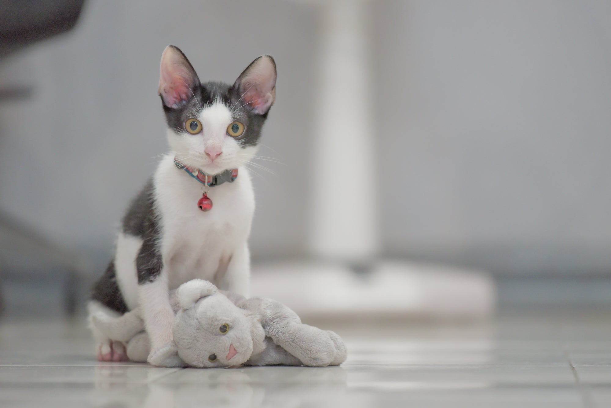 The Ultimate Guide to Cat Collars | at Made Moggie