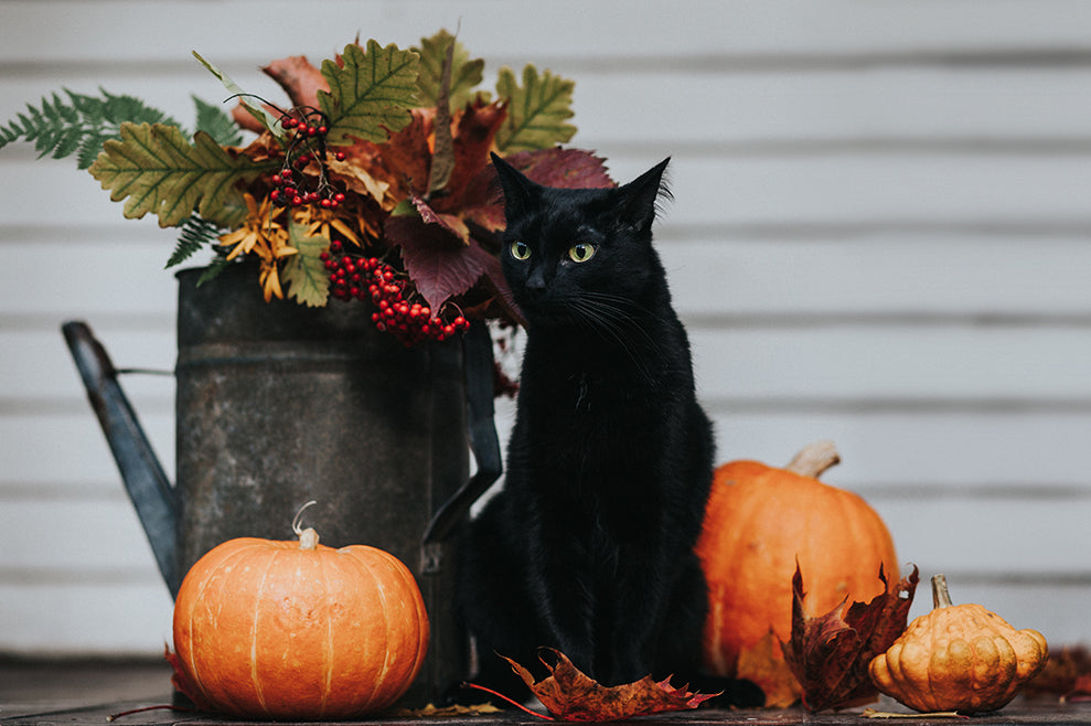 Halloween Thrills: Scary Cat Cookies, Cat Movie Night, and a $250 Giveaway!