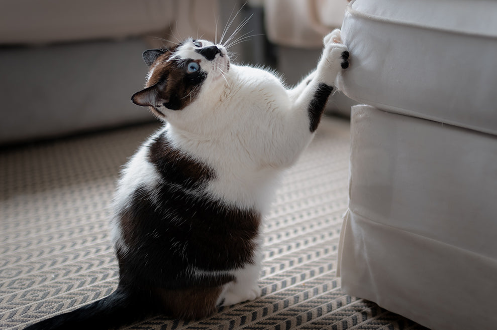 How To Stop Your Cat From Ruining Your Sofa | at Made Moggie
