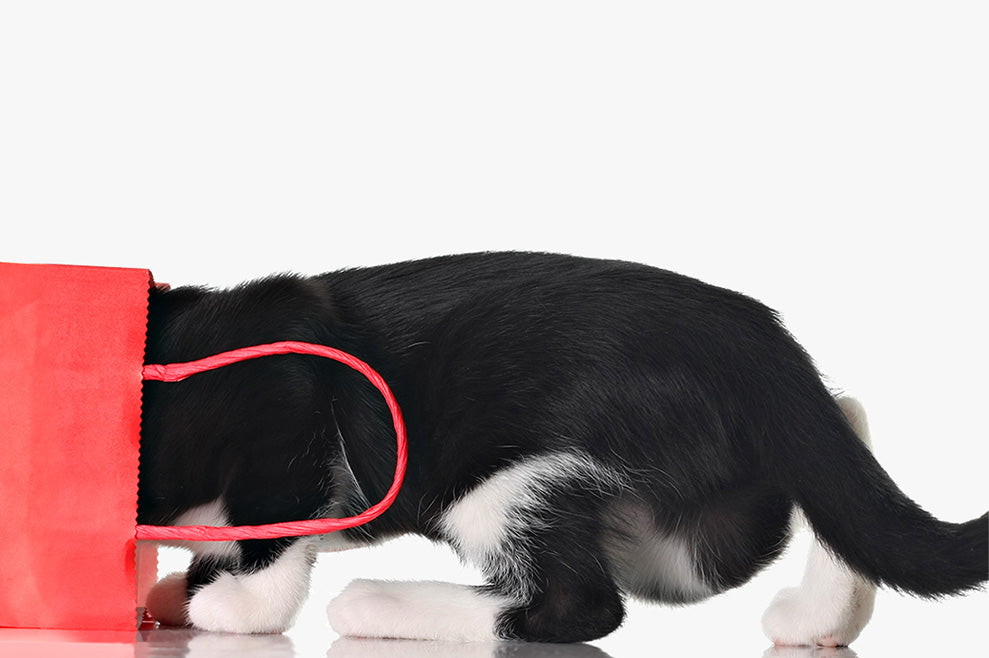 16 Purr-fect Holiday Gifts for Cat Lovers