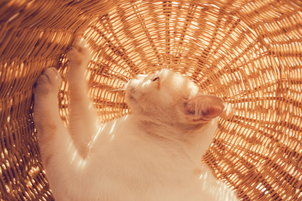 Eco friendly cat hot sale