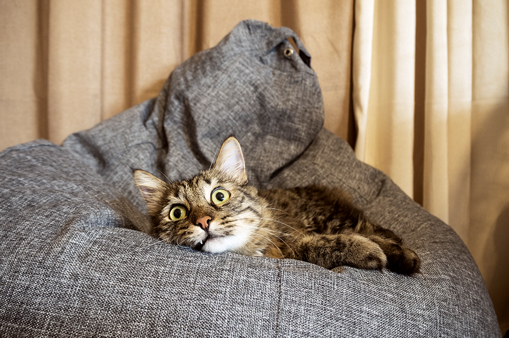 Ergonomic & Stylish Cat Beds | at Made Moggie