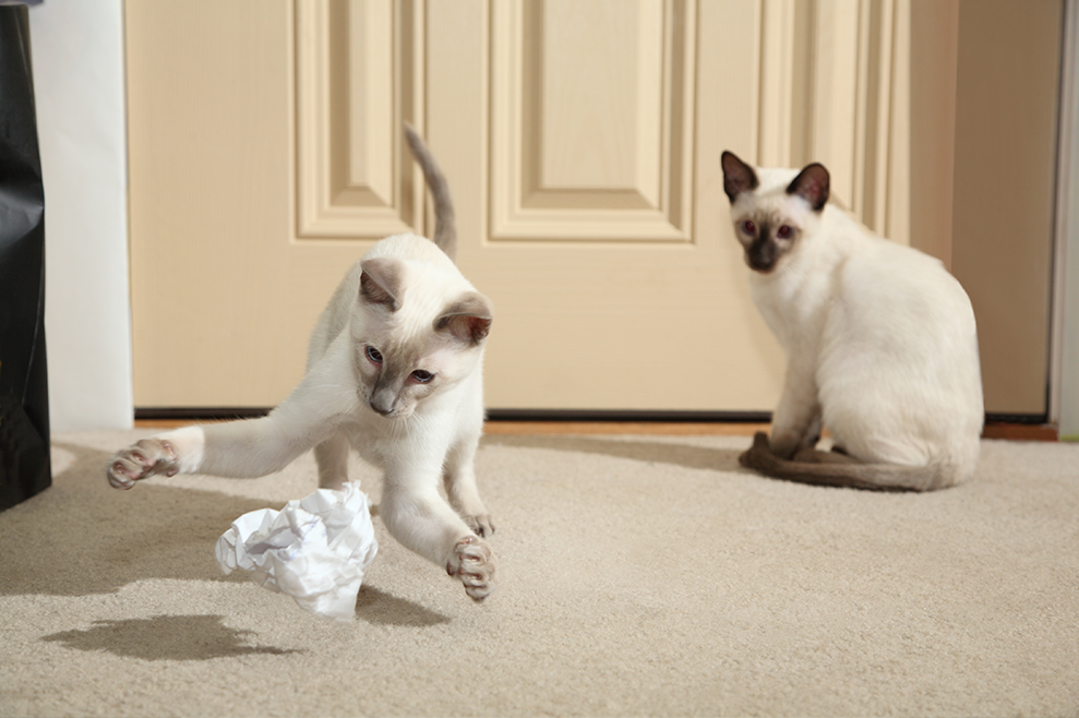 10 Fun & Affordable DIY, Homemade & Handcrafted Cat Toys | at Made Moggie
