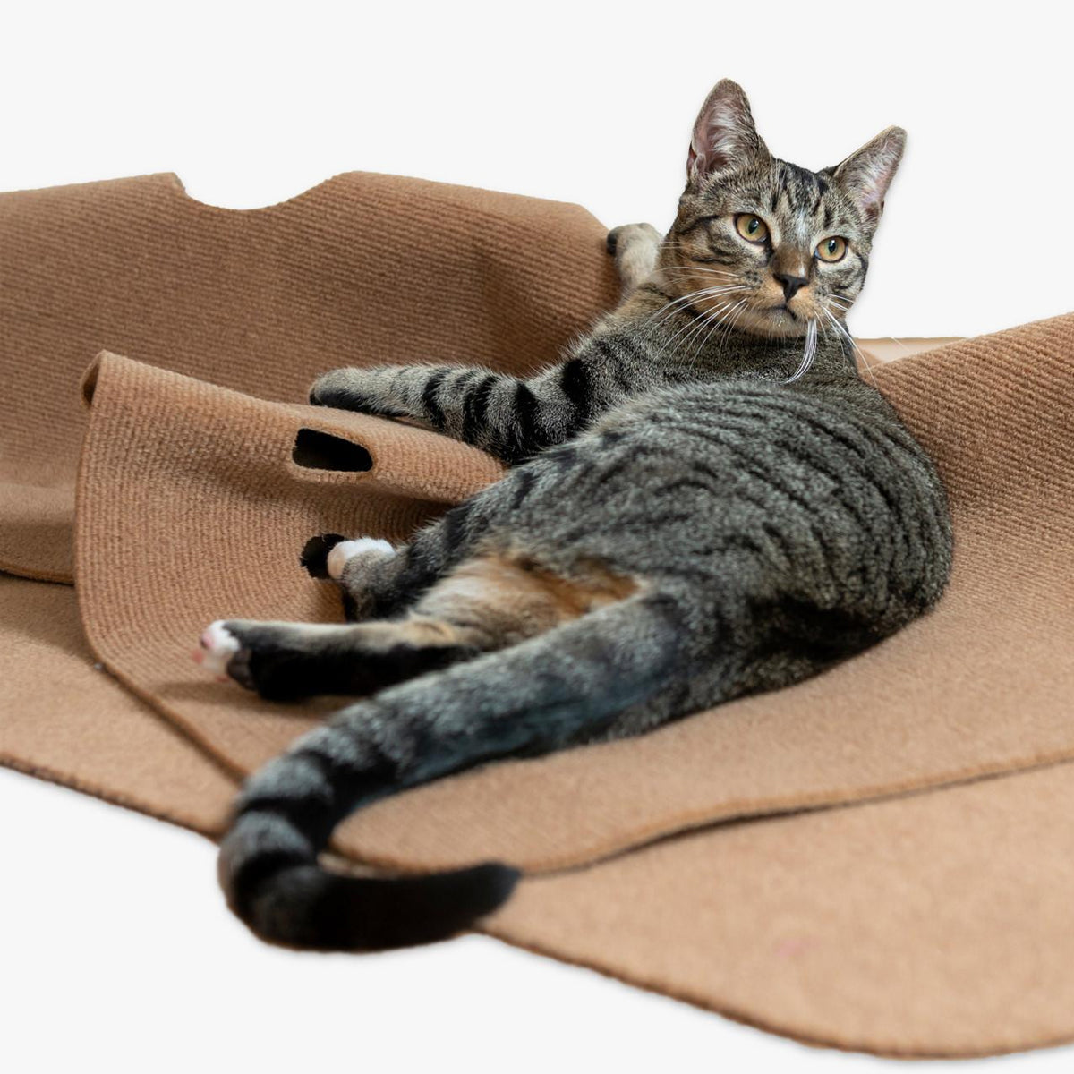 CanadianCat Playmat For Cats - Ripple Rug Interactive Cat Toy, Cat Activity Mat In Beige Fabric | at Made Moggie