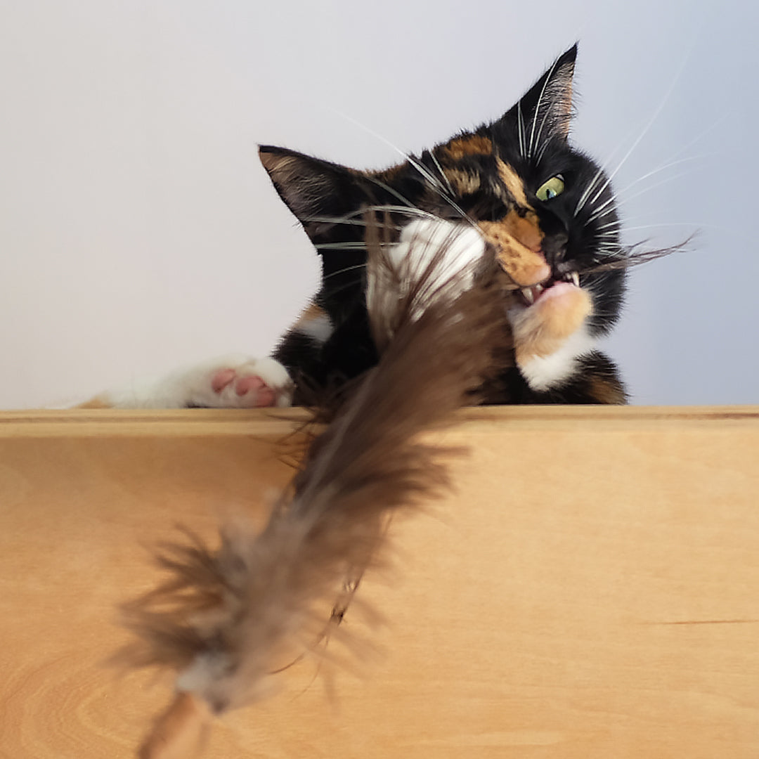 Profeline Ostrich Feather Cat Teaser | at Made Moggie