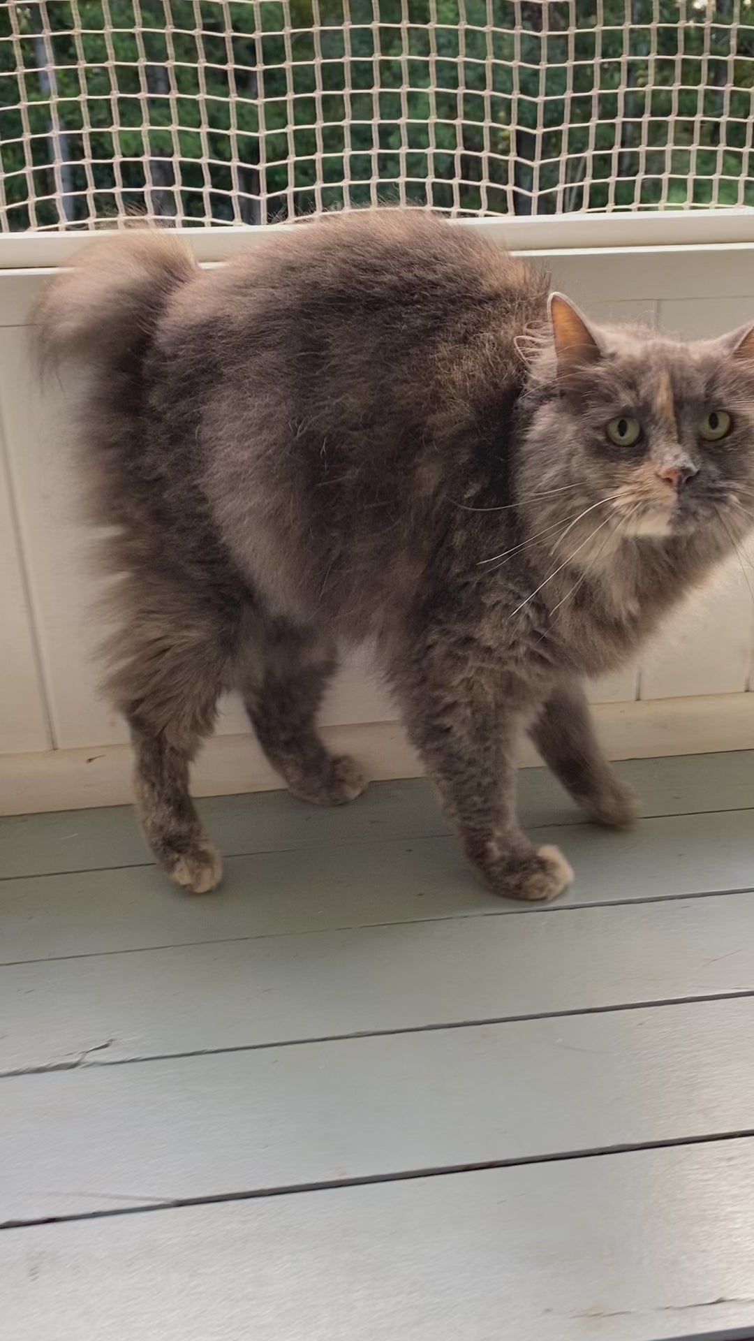 Iris Hantverk Cat Brush, With Wood Pins For Long-Haired Cats | at Made Moggie