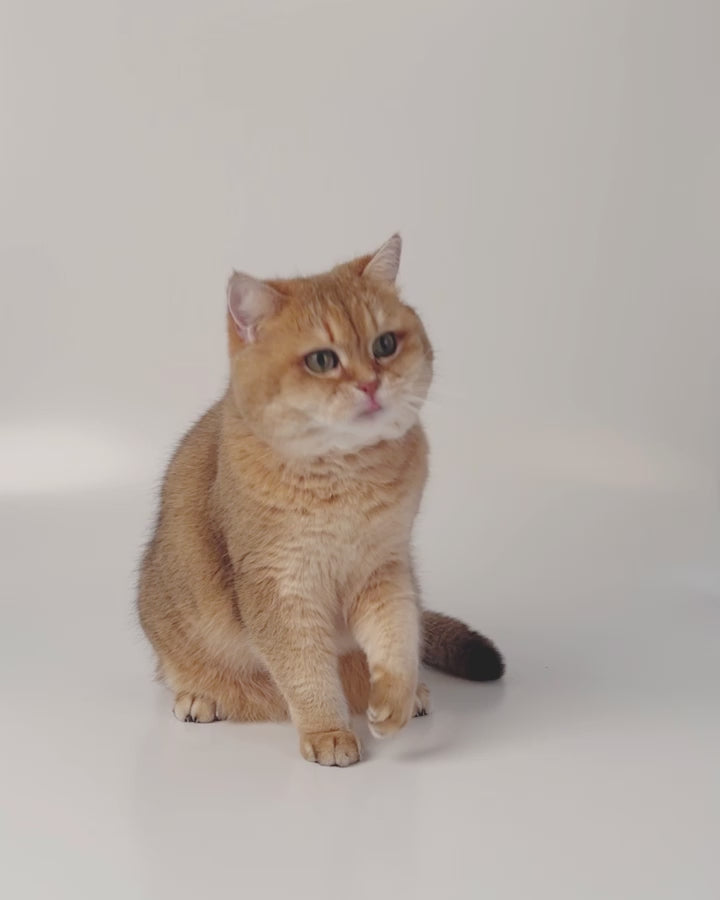 Profeline Propeller Wand, Feather Cat Teaser Toy With Bell | at Made Moggie