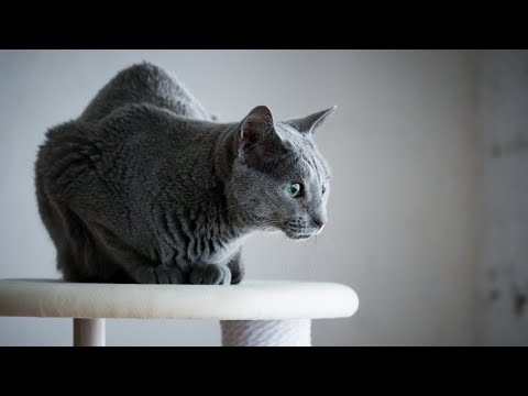 Cat Tree - Karimoku Cat (Blue & Mocha Brown Oak)
