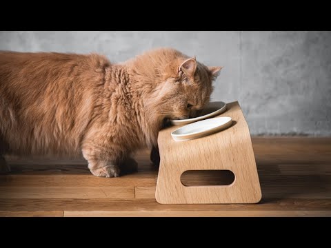 Karimoku Cat Raised Cat Bowl Stand In Wood, With Ceramic Cat Bowls In Blue | at Made Moggie