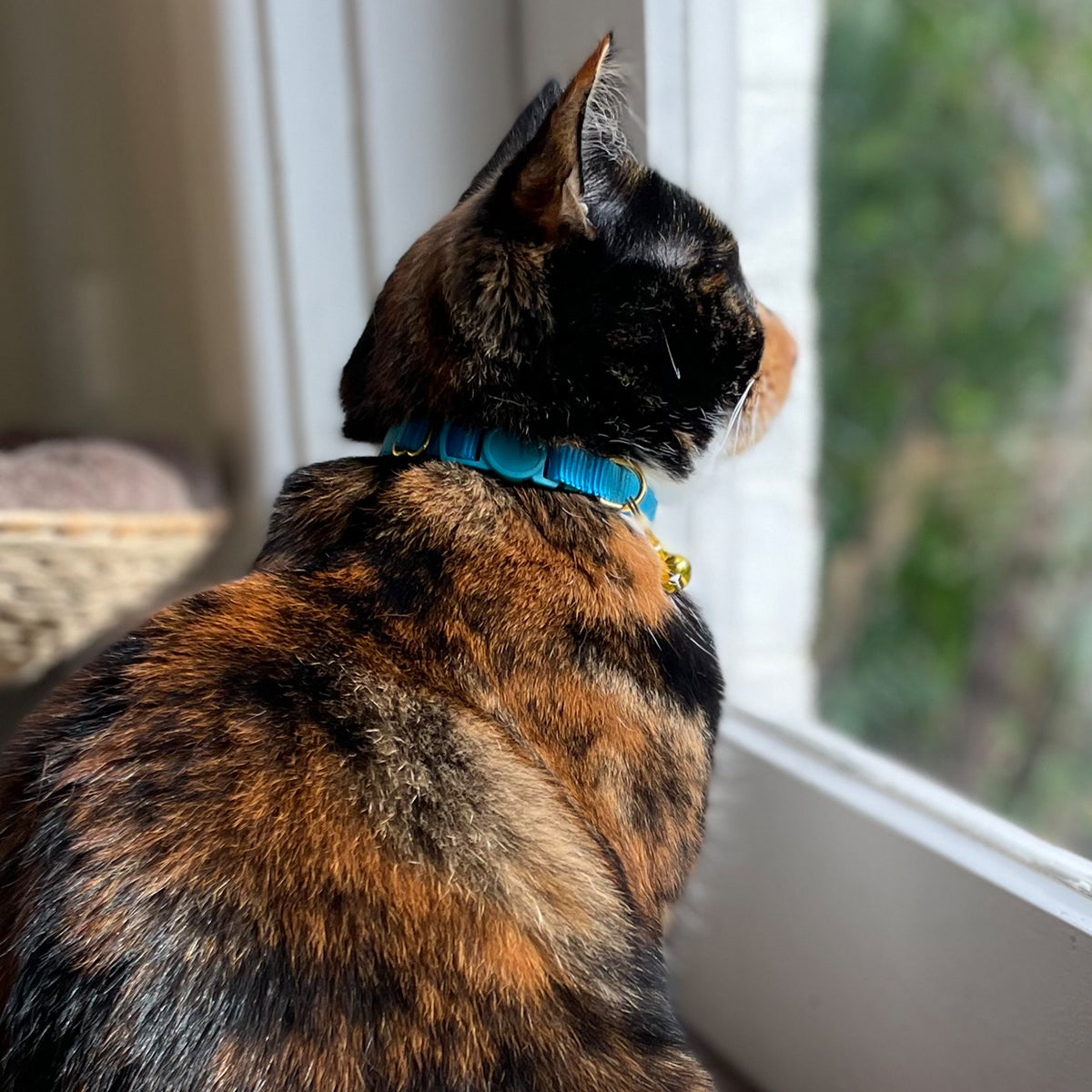 Cat Wears Blue Cat Collar With Bell | Buy at Made Moggie Australia.