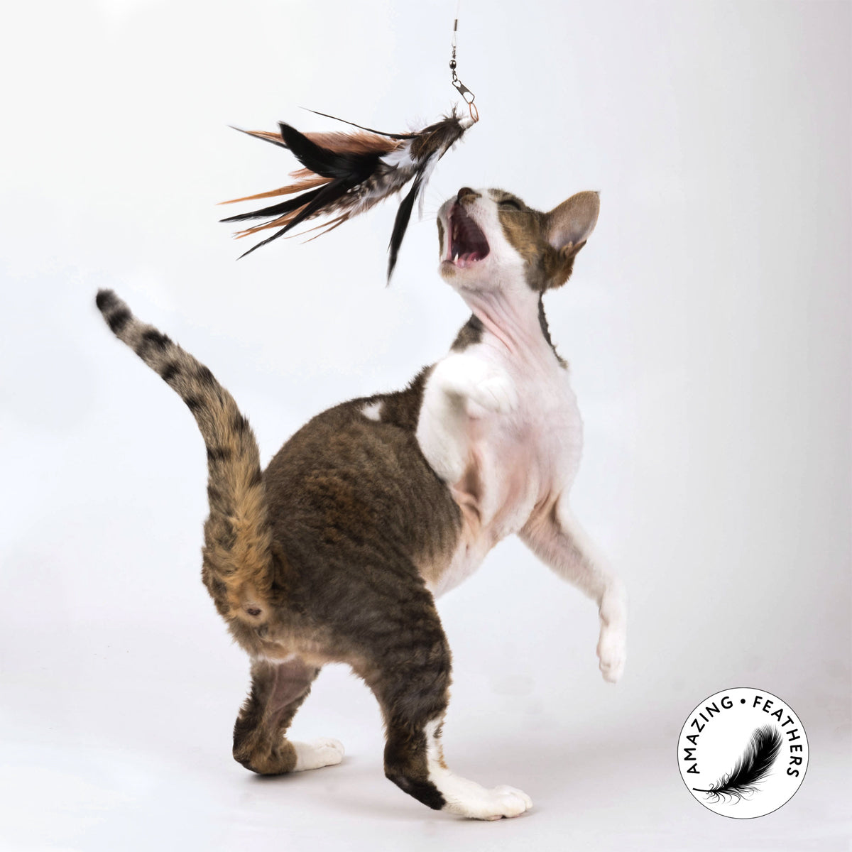 Profeline Cat Toy, With Natural Feathers | at Made Moggie
