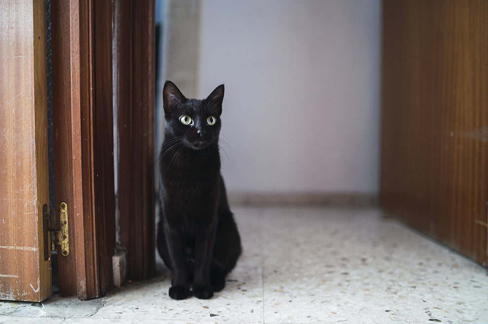 Black Cats: Adoption & Accessories | at Made Moggie