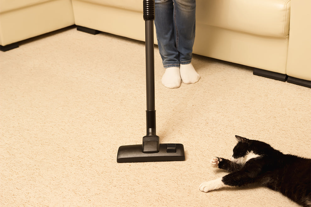 Best Cat Products for Cat Parents 2023
