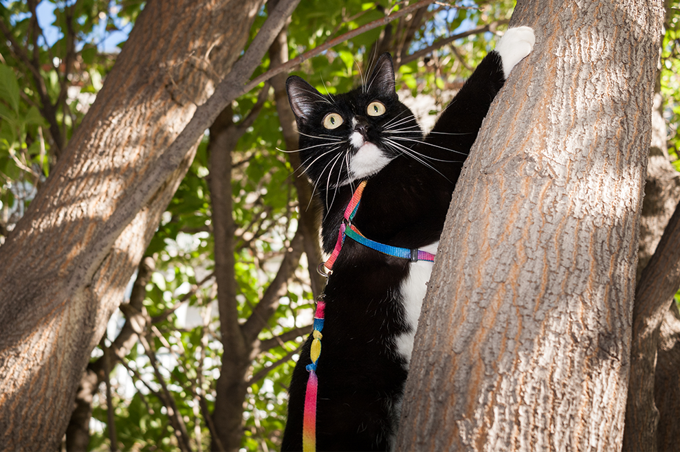 Cat Harness Walking | at Made Moggie