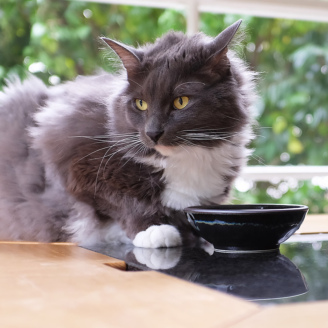 MIJ Round Matt & Shiny Black Ceramic Cat Bowl | at Made Moggie
