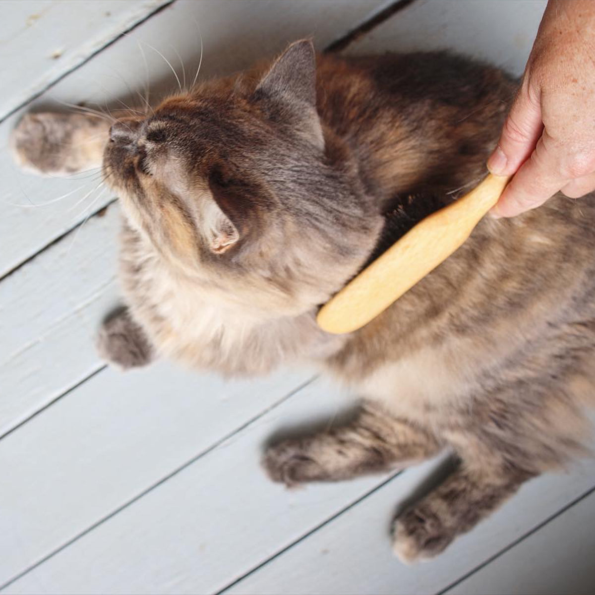 Cat Brush. Made of wood and natural bristle. Iris Hantverk.