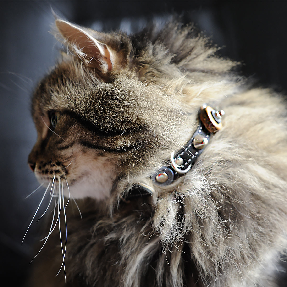 Superpipapo Black Leather Cat Collar, With Studs, Spikes & Wood DIscs | at Made Moggie