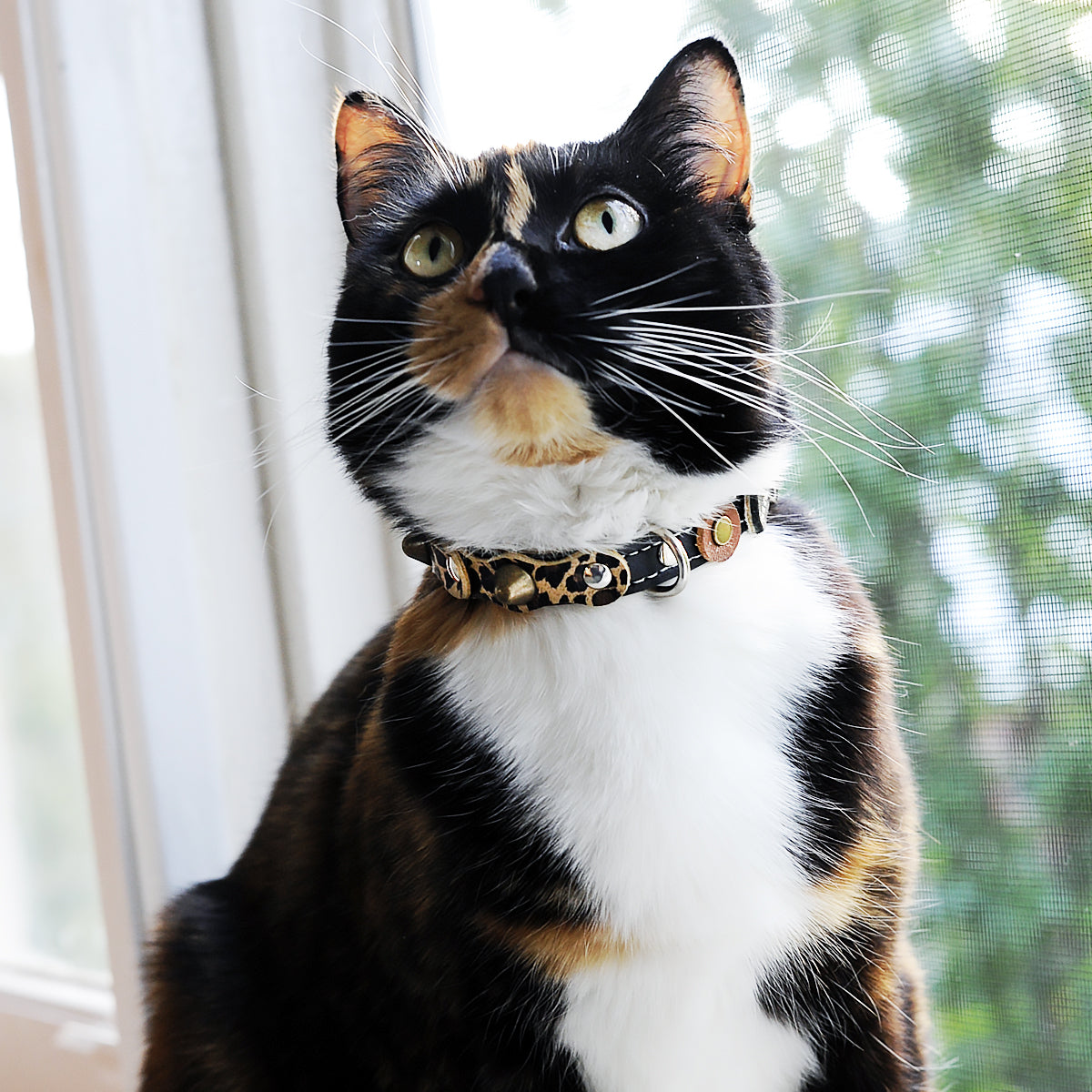 Superpipapo Collar For Cat, In Black Leather With Studs, Spikes & Leopard-Print Patches | at Made Moggie