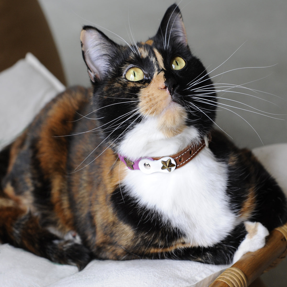 Luxury Leather Purple Cat Collars Handmade in Spain