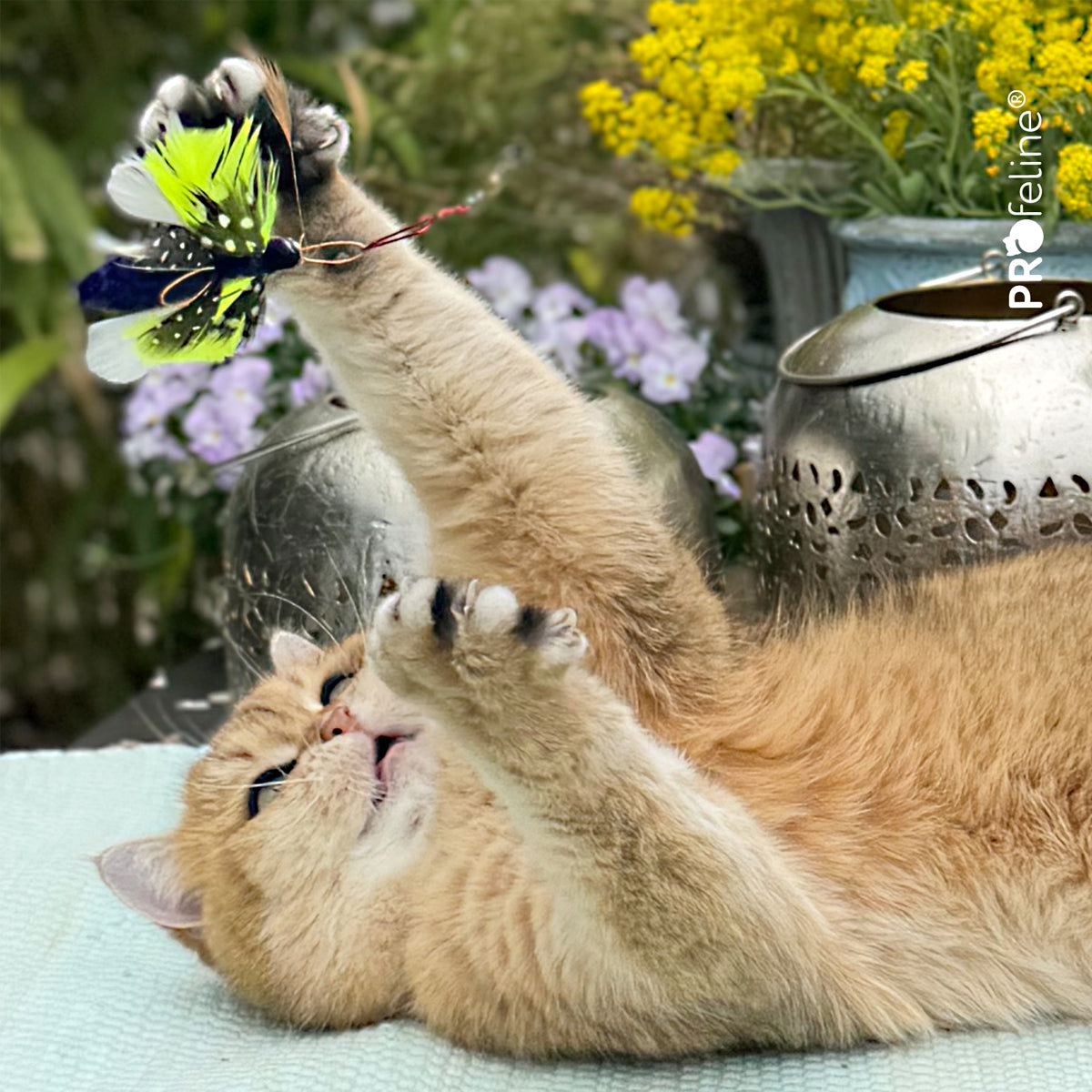 Profeline Feather Cat Toy Attachment, In Butterfly Shape | at Made Moggie