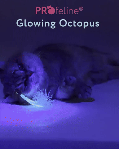 Profeline Glowing Octopus 2er Pack Refill, Feather Cat Toy Set | at Made Moggie