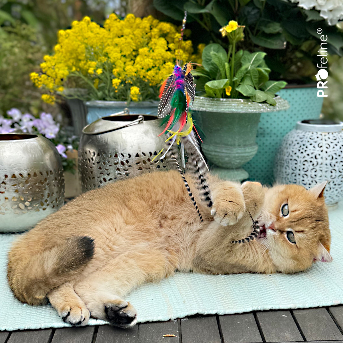 Profeline Papillon Brazil Refill, Butterfly Cat Toy | at Made Moggie