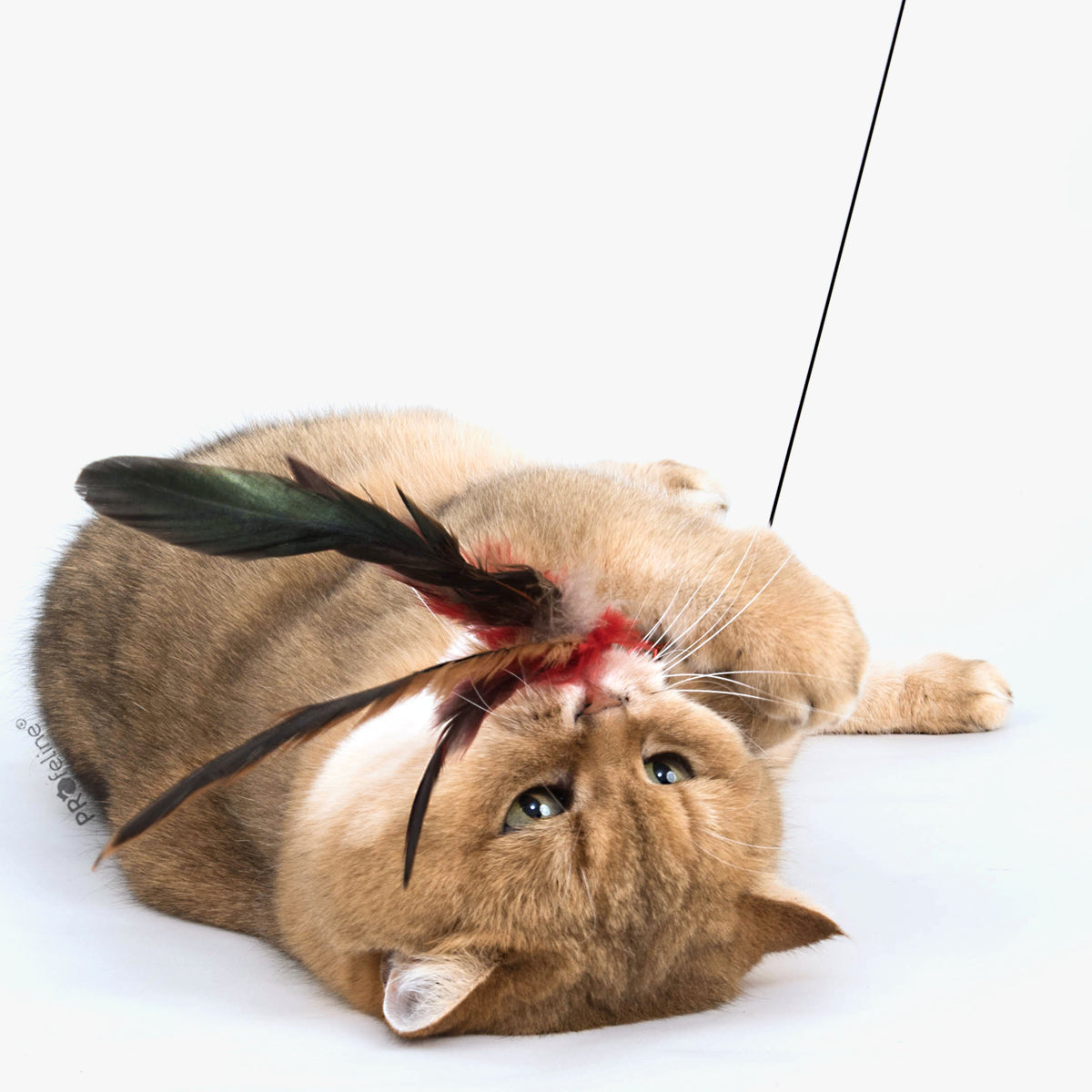 Profeline Flatter Feather Cat Toy Attachment for Wands, Value Pack With 3 Feather Pendants | at Made Moggie