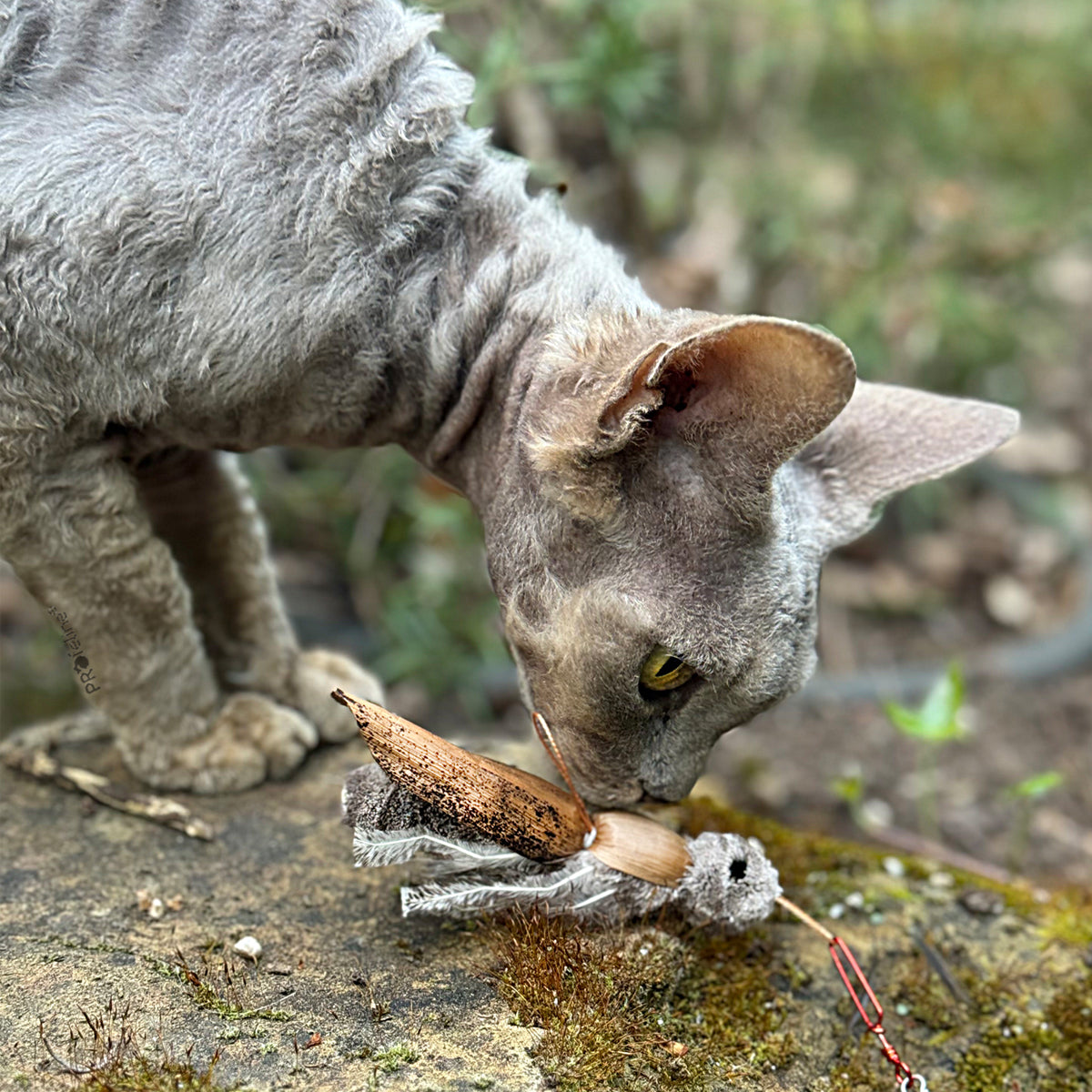 Profeline La Cucaracha Cat Toy, Handmade With Feathers & Bristles | at Made Moggie