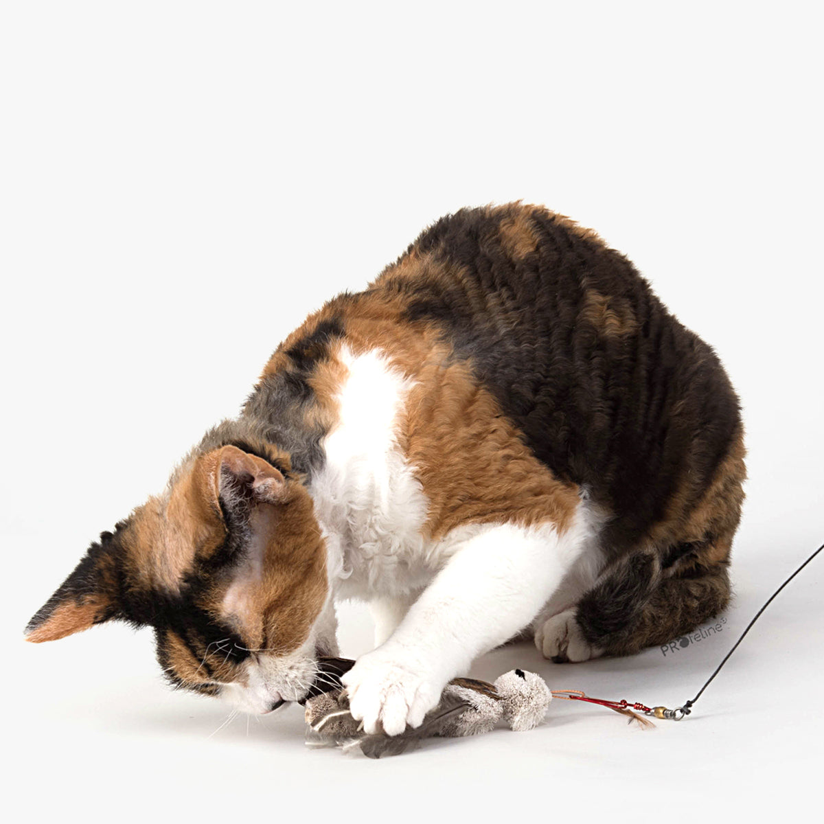 Profeline La Cucaracha Cat Toy, Handmade With Feathers & Bristles | at Made Moggie