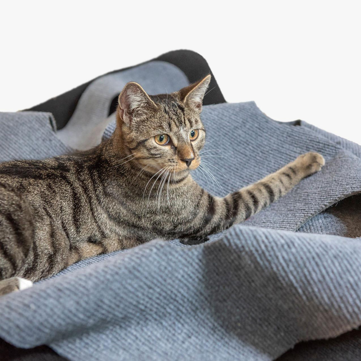 Cat activity outlet rug