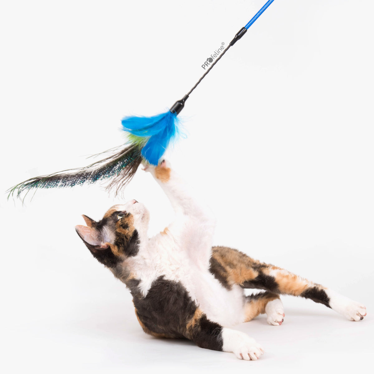 Profeline Teaser Peacock Dancer Feather Cat Toy, With Blue Flexible Wand | at Made Moggie