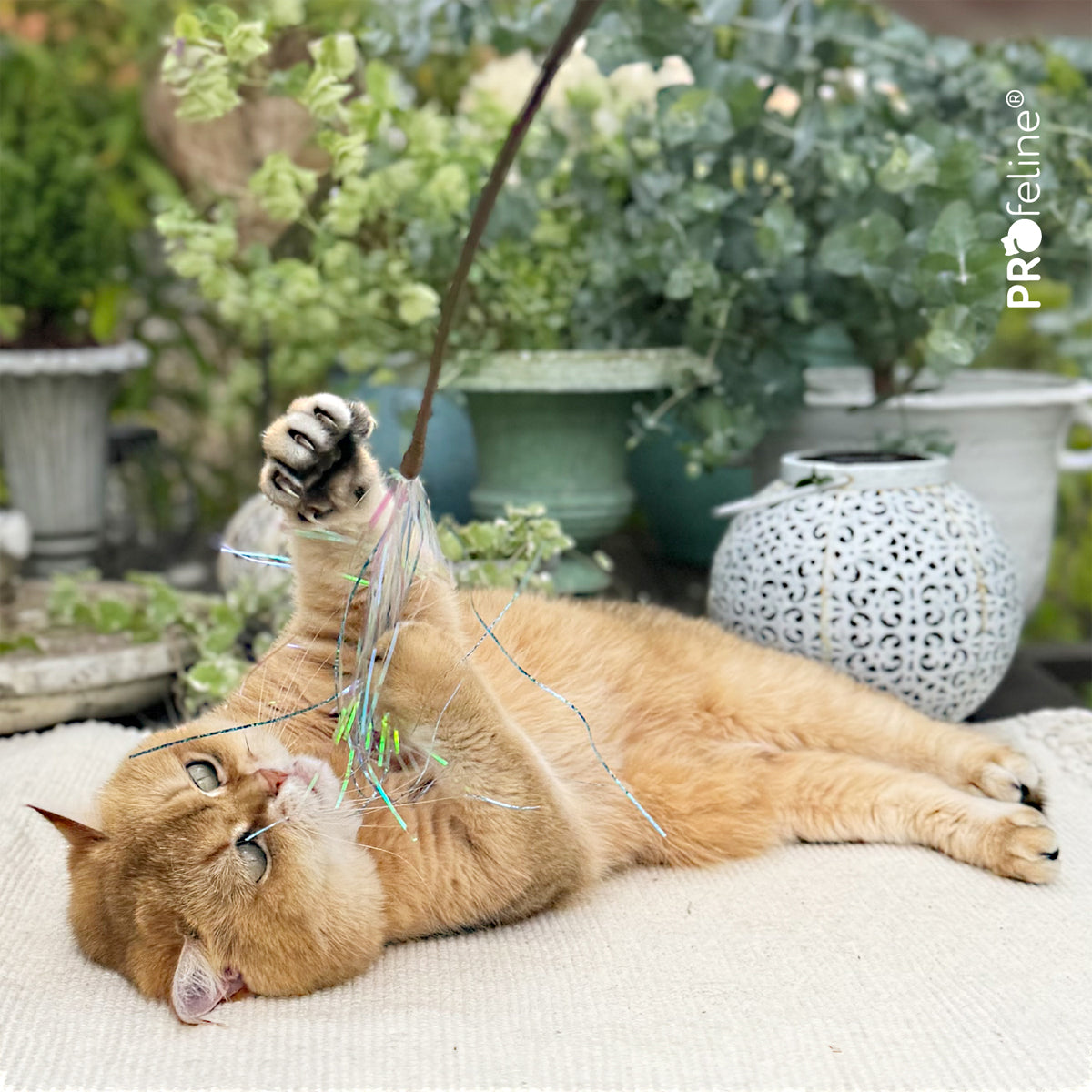 Profeline Teaser Glitzy Glitter Cat Toy, With Mylar Strips | at Made Moggie