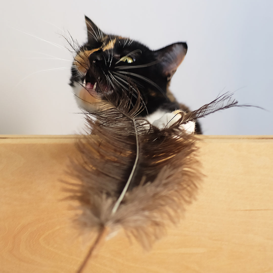Profeline Ostrich Feather Cat Teaser Toy | at Made Moggie