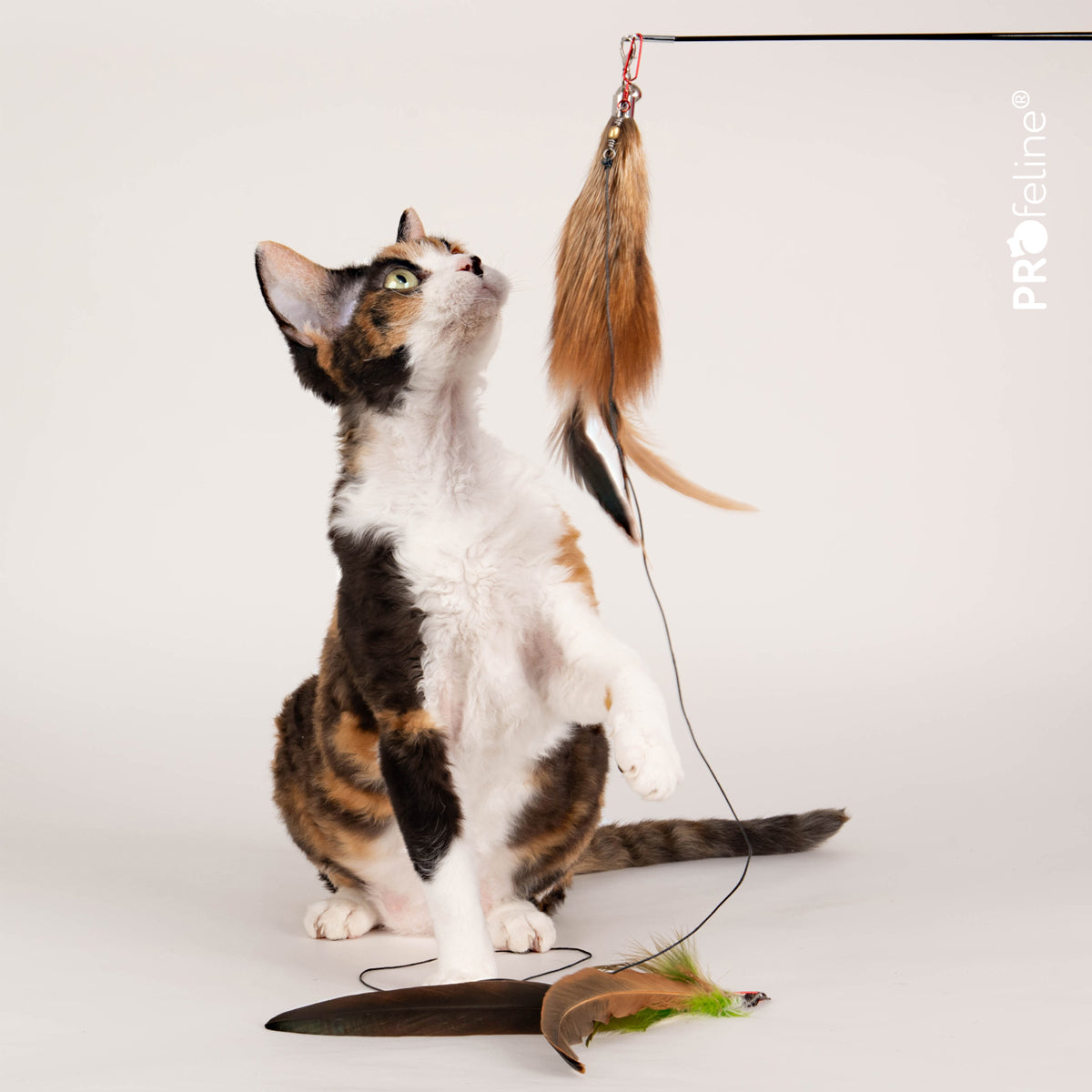 cat fishing pole cat Durable Cat Fishing Rod XXL