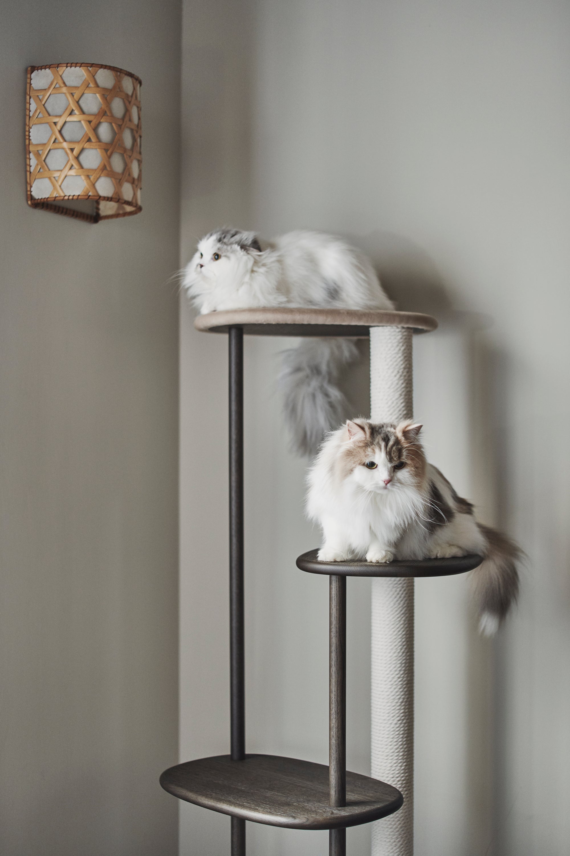 Karimoku Cat Luxury Cat Tree, In Smoked Oak With Cotton Cat Scratching Post | at Made Moggie