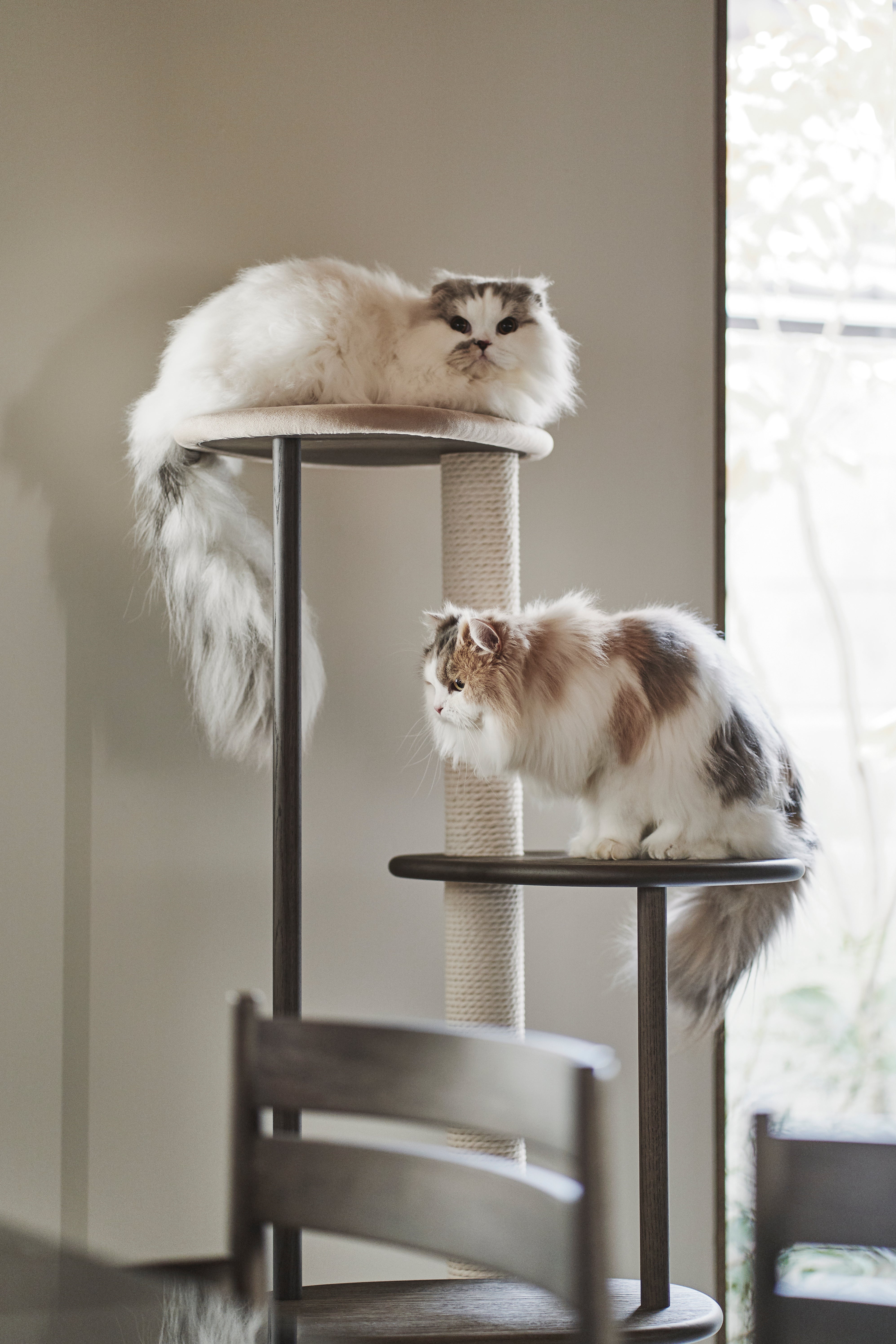 KARIMOKU CAT Debuts 'Greige & Smoked Oak' Cat Tree for World Cat Day