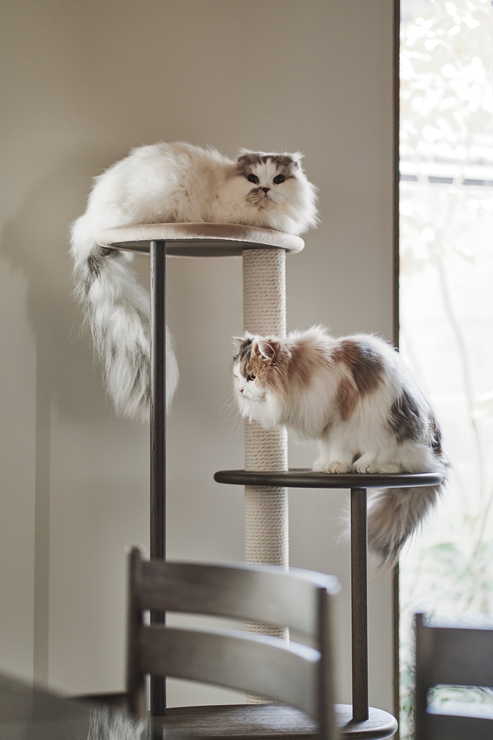 Karimoku Cat Luxury Cat Tree, In Smoked Oak With Cotton Cat Scratching Post | at Made Moggie