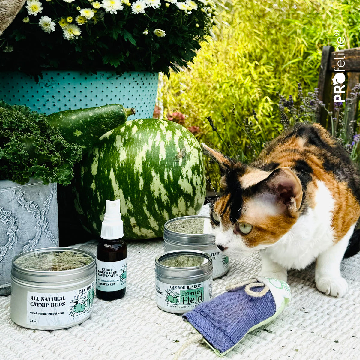 From The Field USA Catnip Spray, To Rejuvenate Cat Toys | at Made Moggie