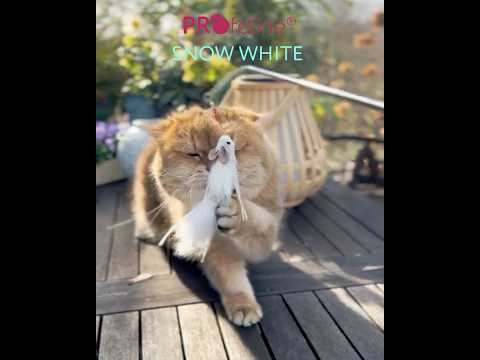 Profeline Snow White Mouse Refill Fur Cat Toy | at Made Moggie