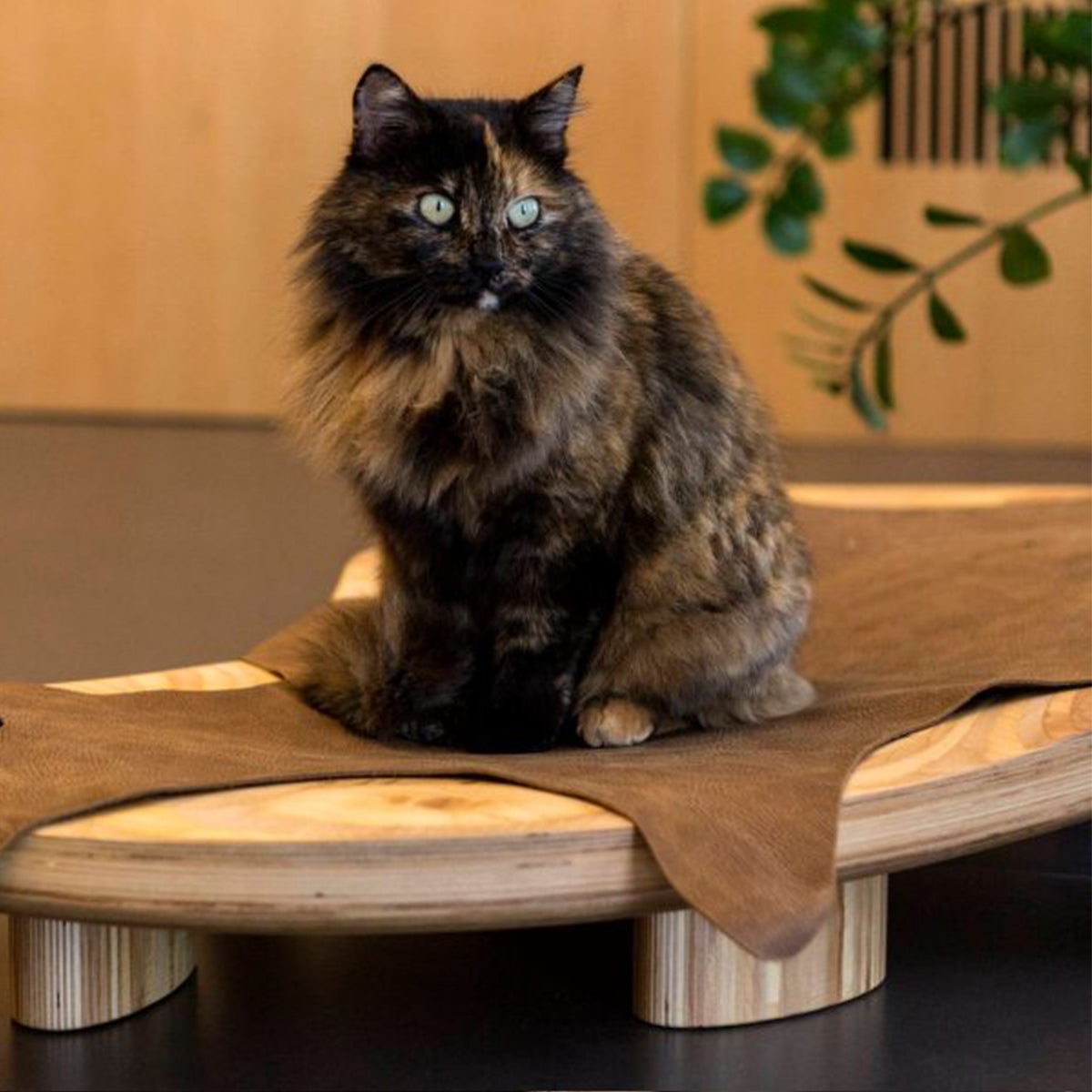 Brandodesign Luxury Cat Bed, With Large Base In Real Wood, & Leather Cover | at Made Moggie