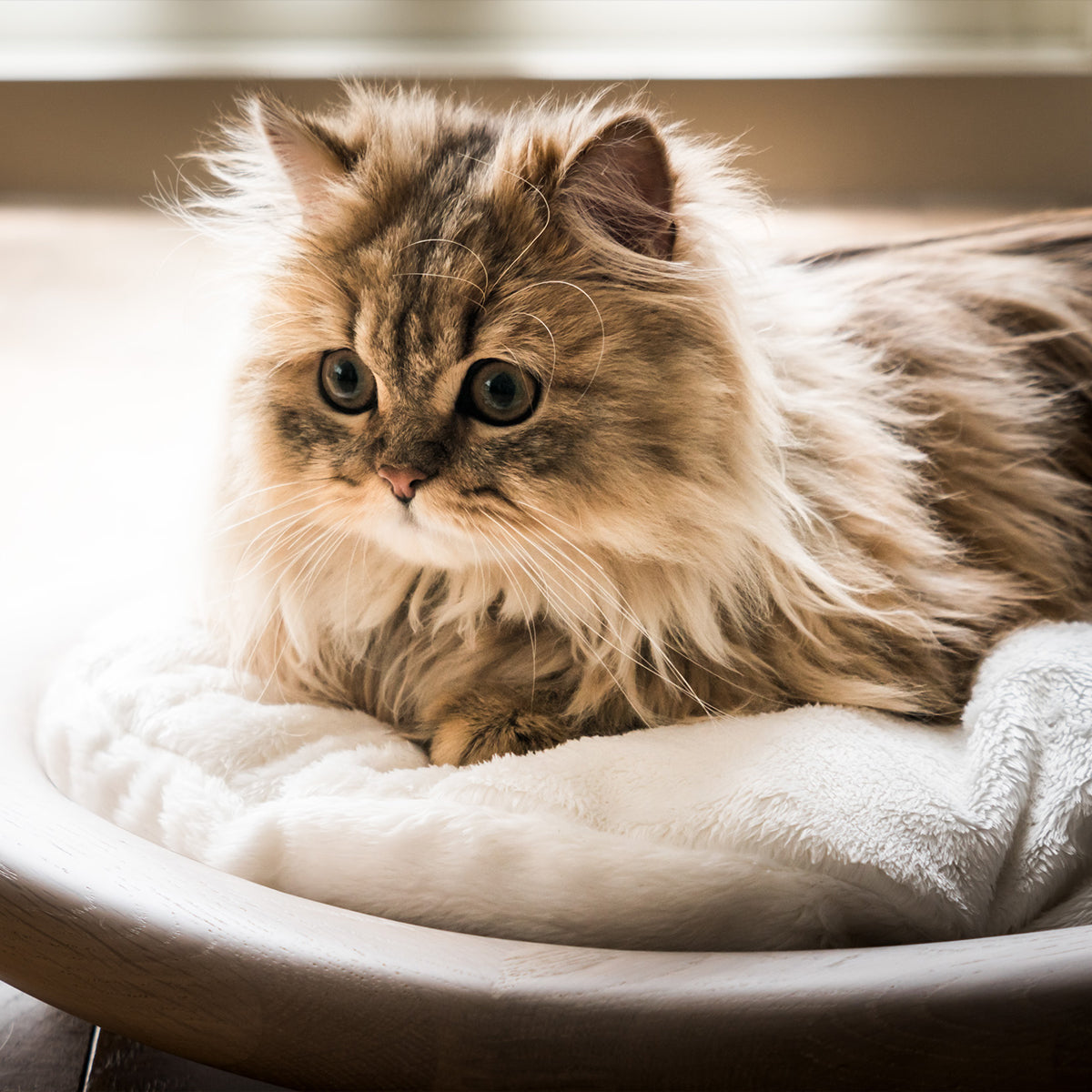 Karimoku Cat White Luxury Cat Bed, Crafted From Solid Wood | at Made Moggie