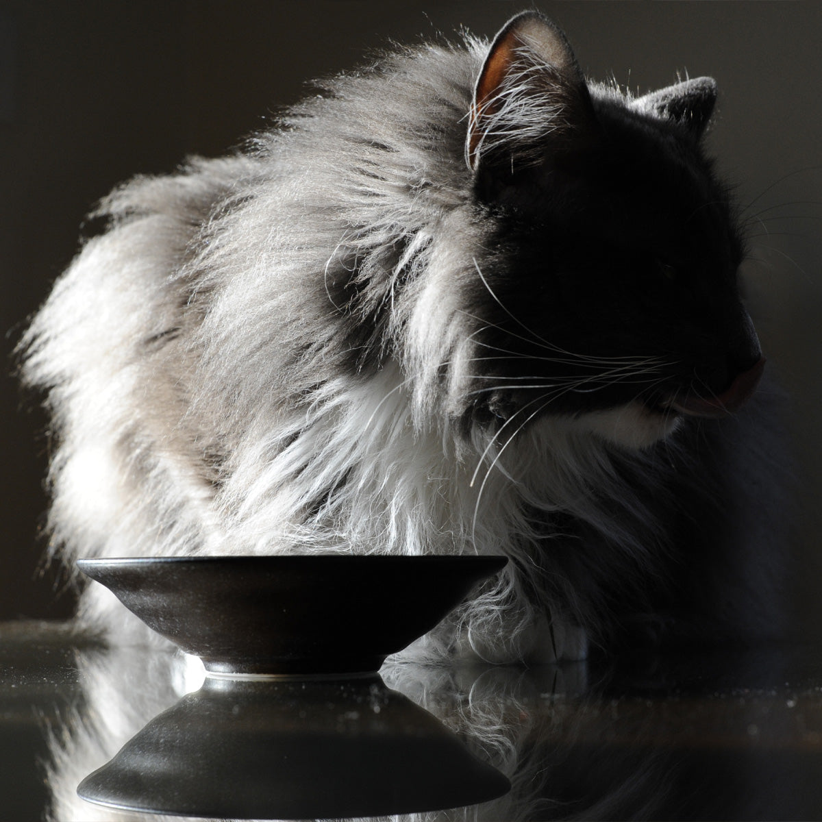 Kuriēto Round Rippuru Ceramic Cat Bowl, Handmade In Japan | at Made Moggie