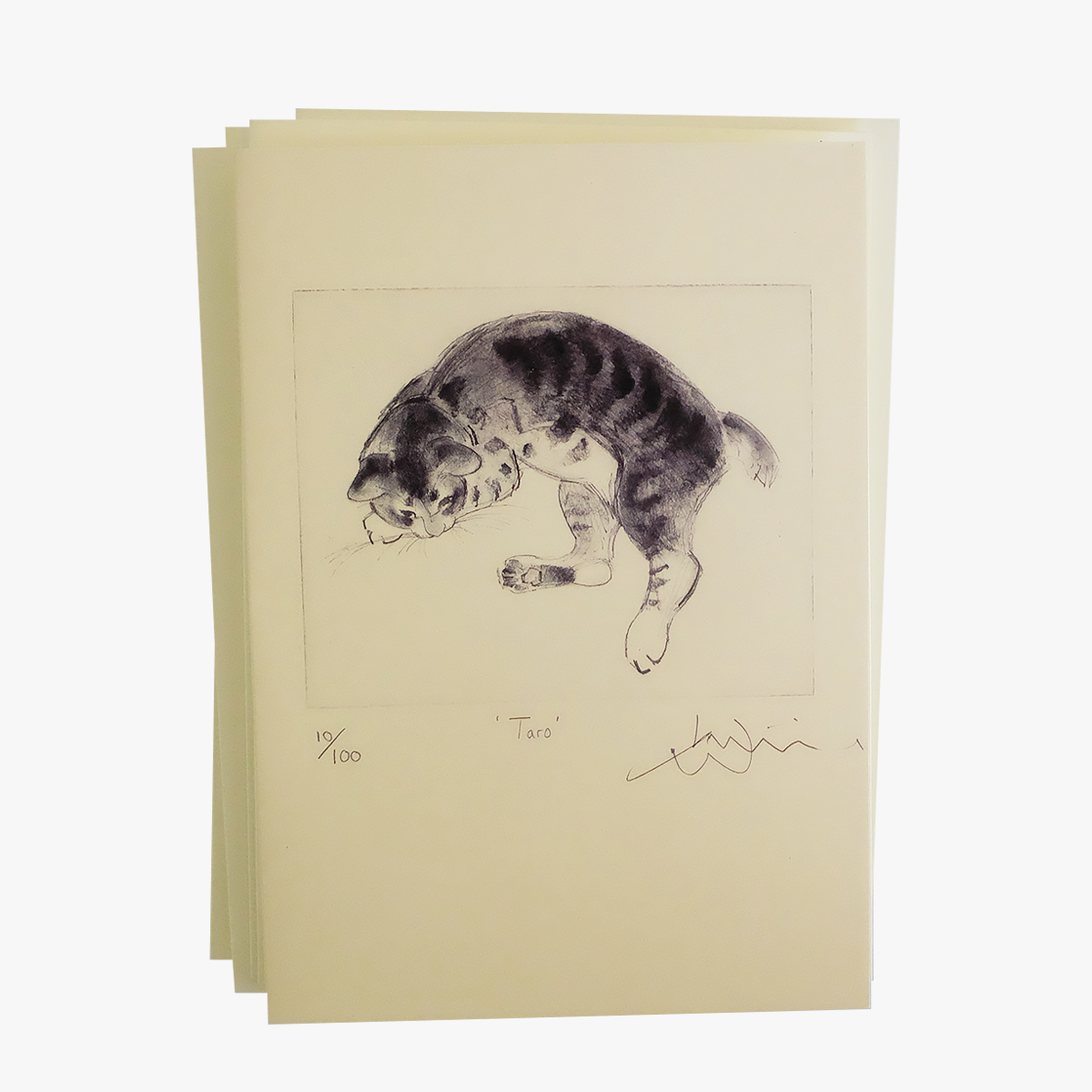 Blank Cat Card Illustrated By Artist Julian Williams | at Made Moggie