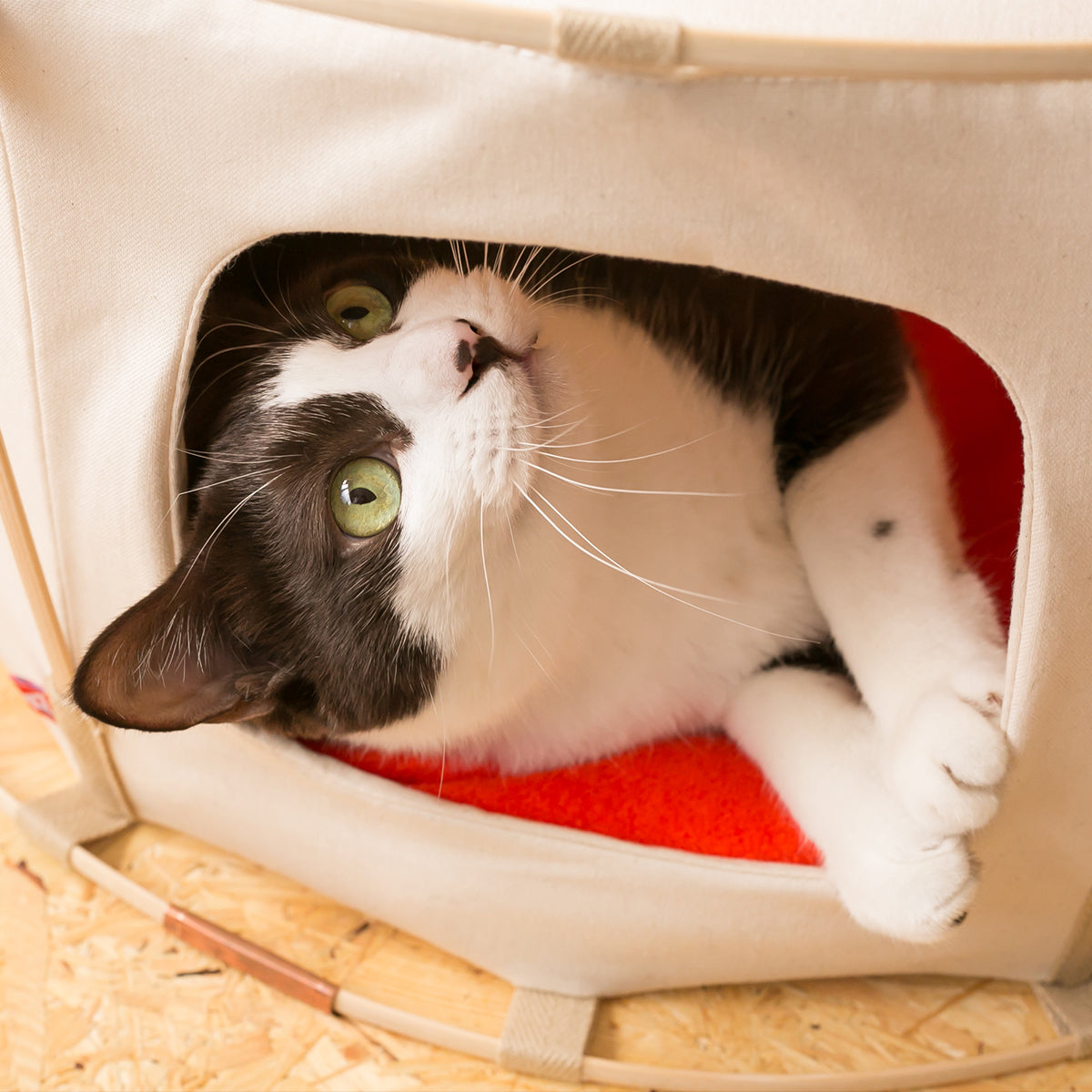 41st Century Cat Tent With Cat Bed Cushion | Buy at Made Moggie