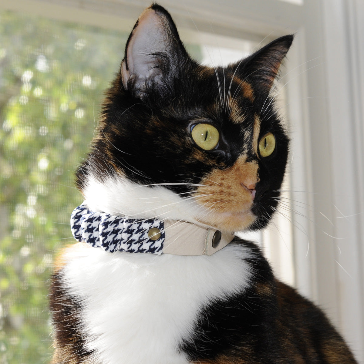 A cat collar best sale