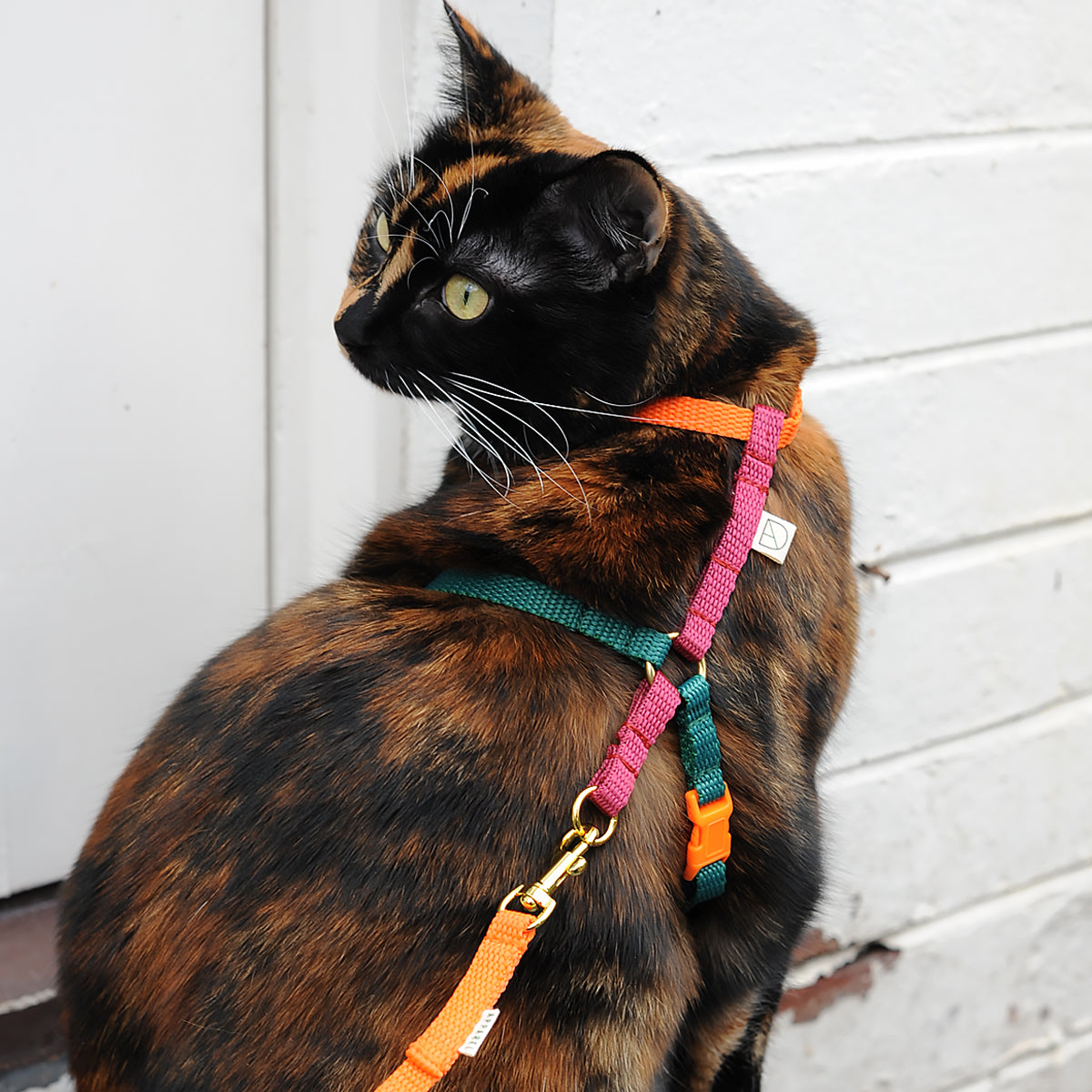 Doggie Apparel Cat & Kitten Harness, In Green & Orange Nylon | at Made Moggie