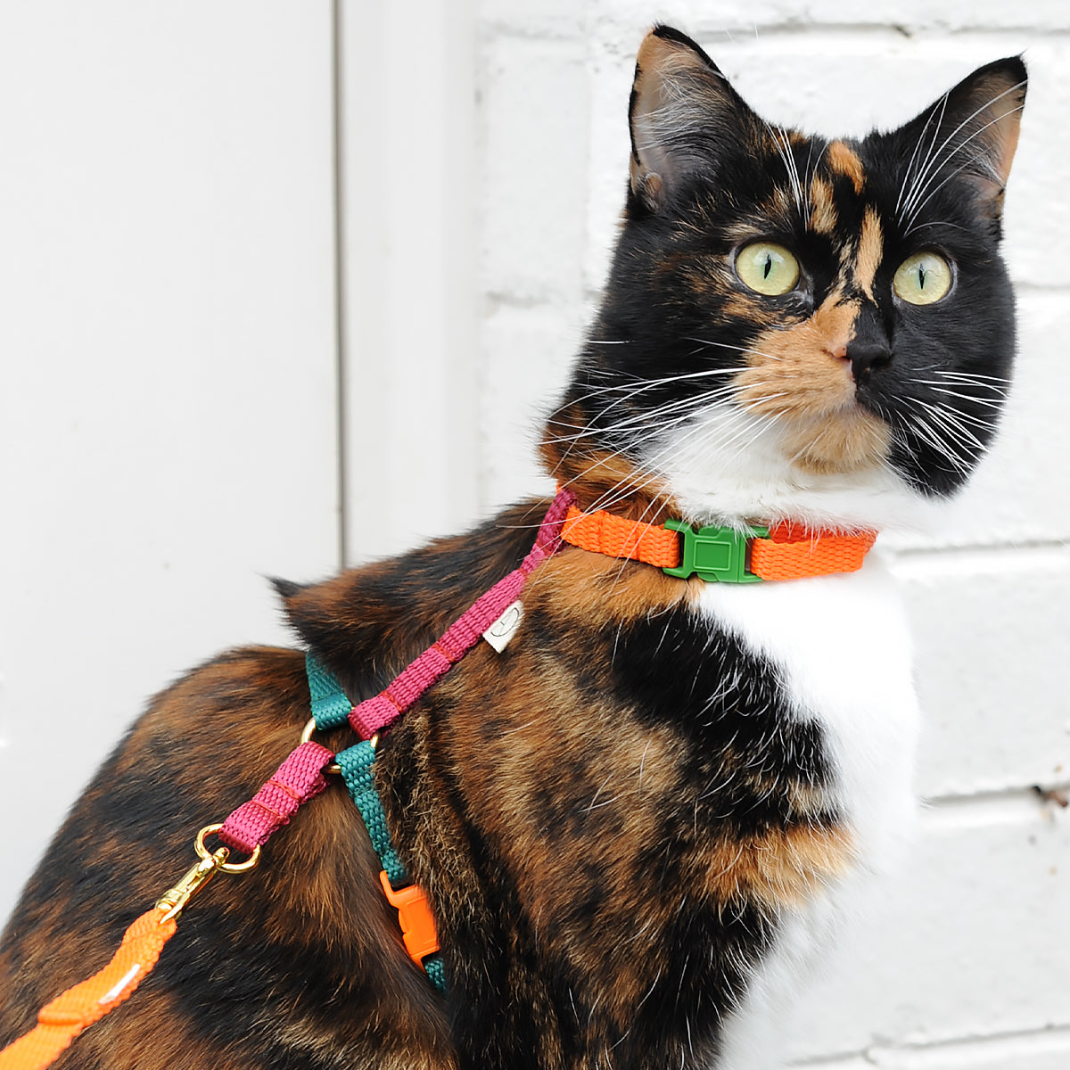 Doggie Apparel Cat & Kitten Harness, In Green & Orange Nylon | at Made Moggie