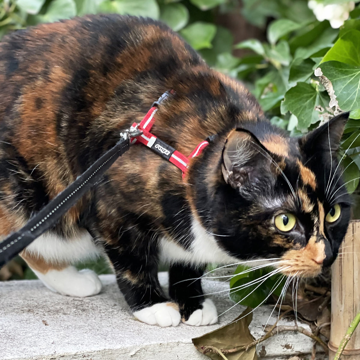 Rogz Alleycat Cat Harness & Lead Set, In Red | at Made Moggie