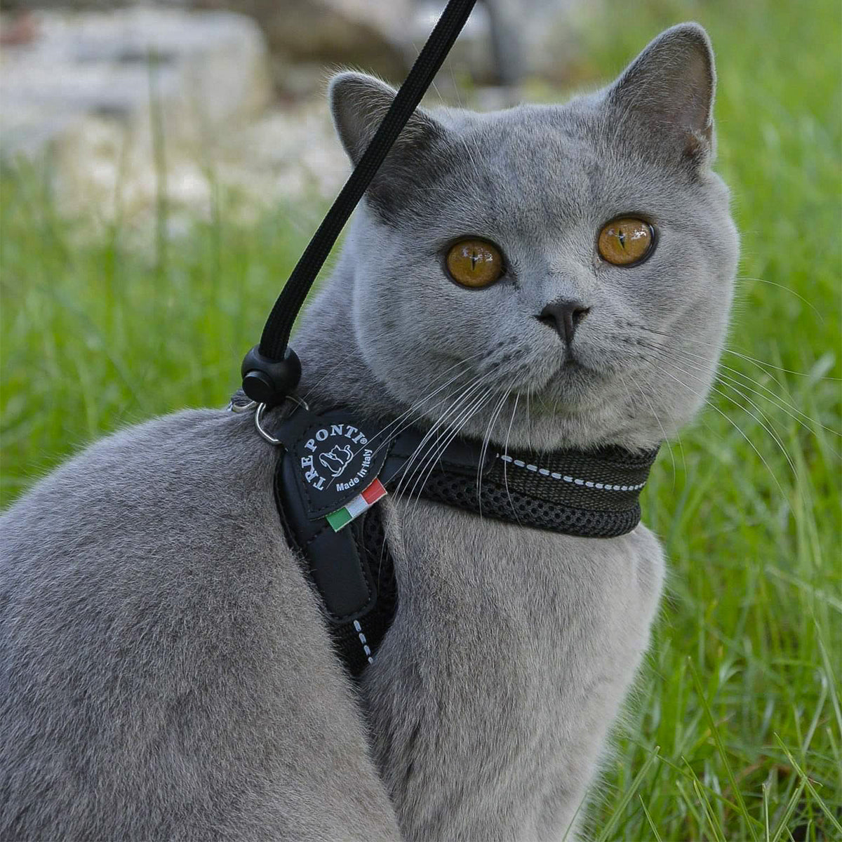 Tre Ponti Adjustable Cat & Kitten Harness, In Black Mesh Fabric | at Made Moggie