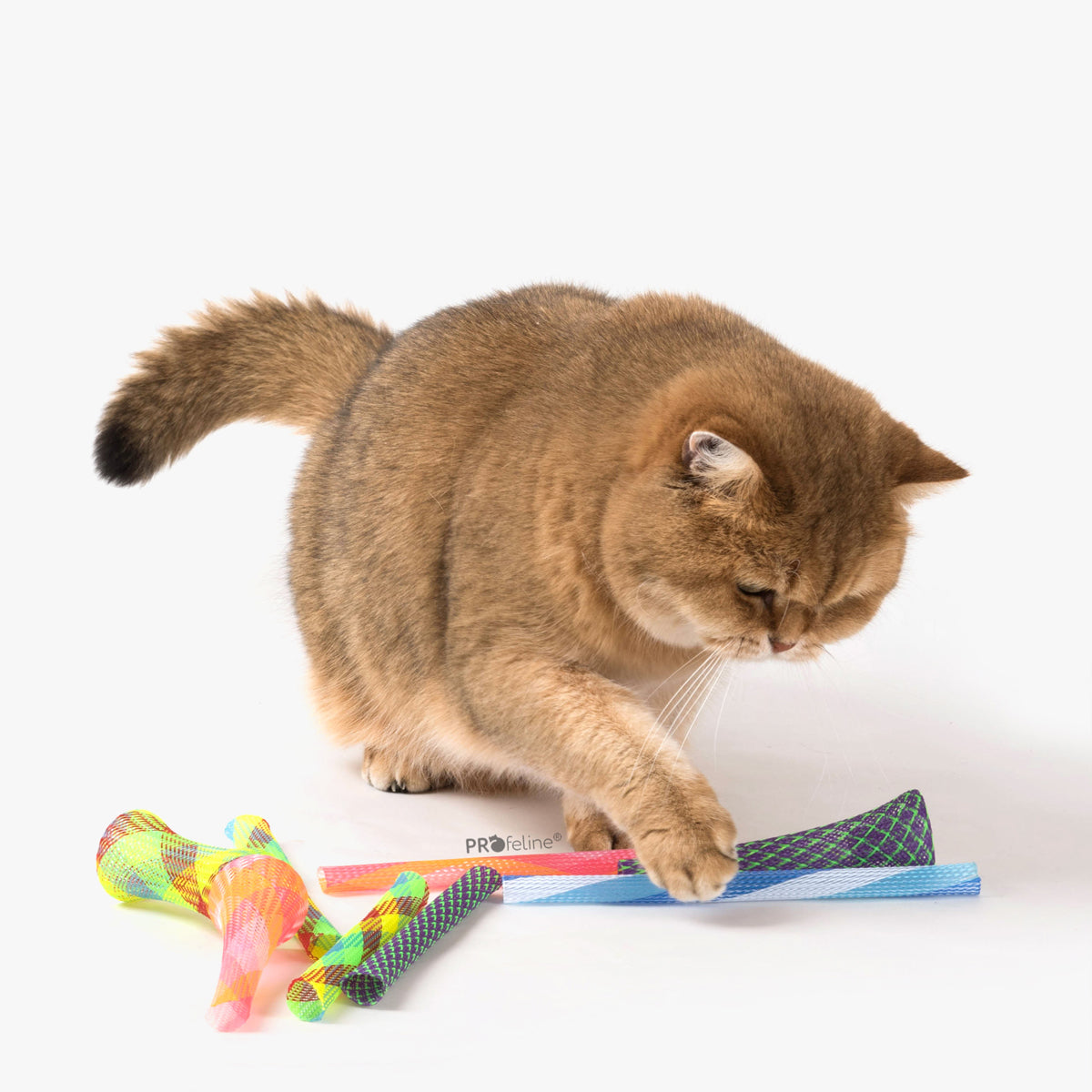 Boink Spring Kitty Boink: The Ultimate Cat Spring Toy for Solo & Interactive Play